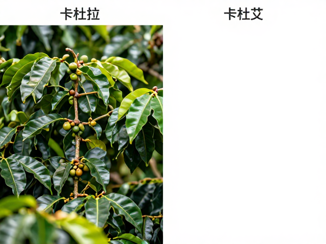 种植环境对甜感清晰度的影响