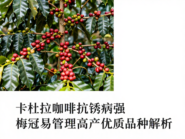 卡杜拉咖啡,抗锈病强,树冠易管理,高产优质品种解析