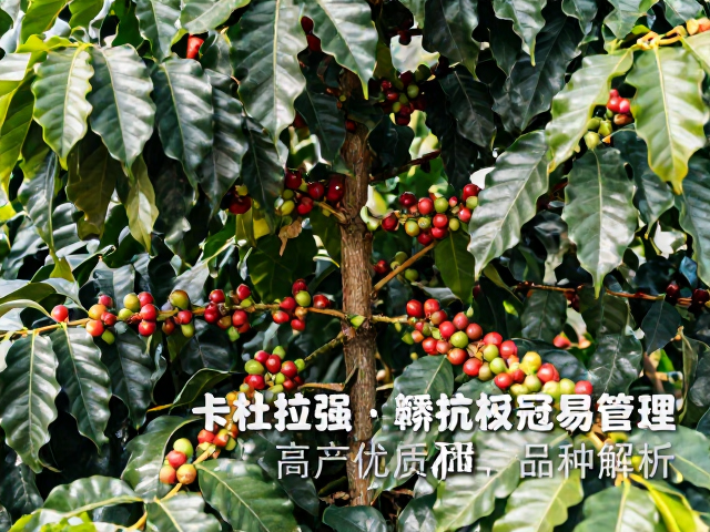 种植环境与区域适应性