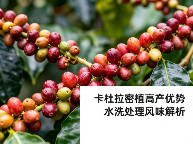 水洗处理对卡杜拉风味的重塑与呈现