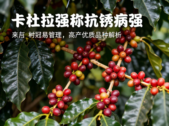 产量表现与品质特征