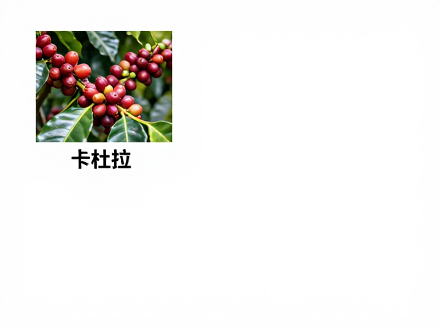 卡杜拉咖啡,密植高产优势与水洗处理风味解析