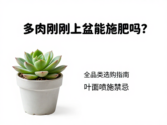缓苗期管理与首次施肥的时间节点