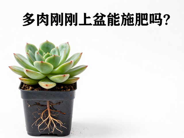 多肉刚上盆能施肥吗？全品类选购指南，叶面喷施禁忌