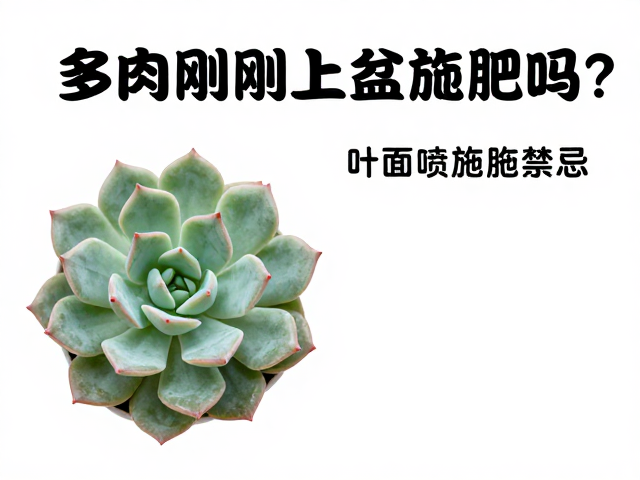 叶面喷施的多肉养护误区与风险