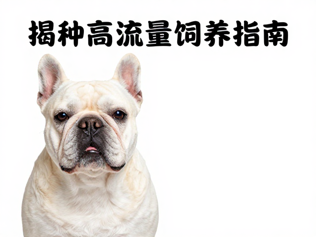 纯种宽额宽脸宠物需特殊环境？揭秘高流量饲养指南