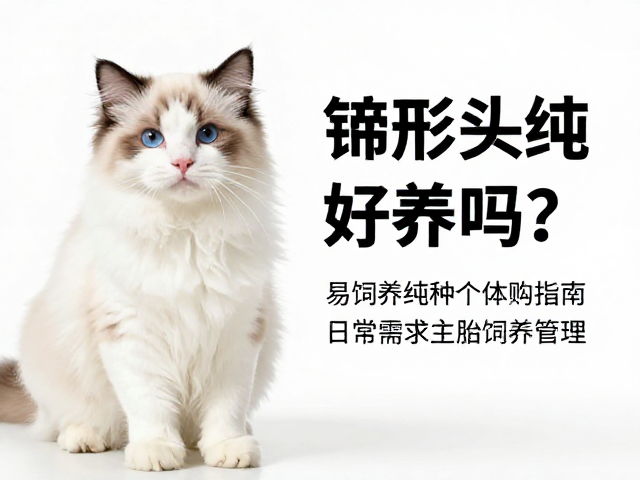 楔形头纯种猫好养吗？易饲养纯种个体选购指南