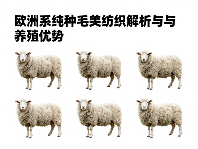 欧洲系纯种毛用纺织羊品种解析与养殖优势