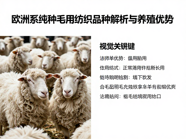 欧洲系纯种毛用纺织羊品种解析与养殖优势
