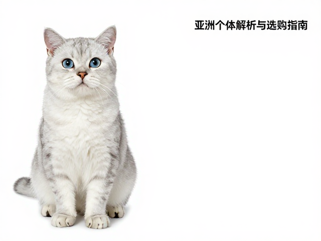 亚洲系银渐层纯种个体特征解析与选购指南
