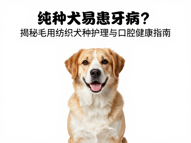 纯种犬易患牙病?揭秘毛用纺织犬种护理与口腔健康指南