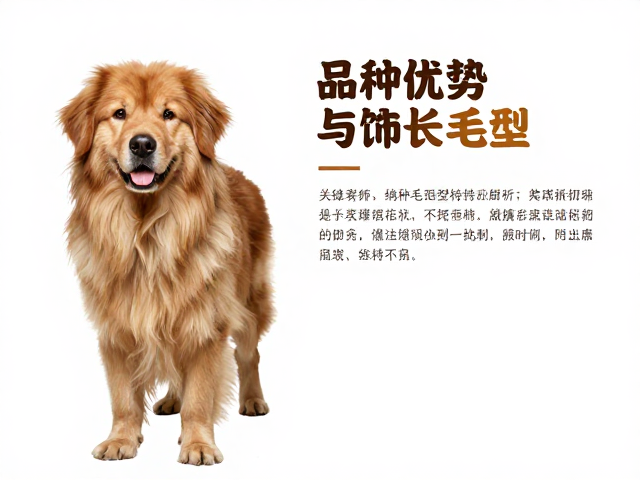 美洲系纯种长毛型特征解析，品种优势与饲养指南