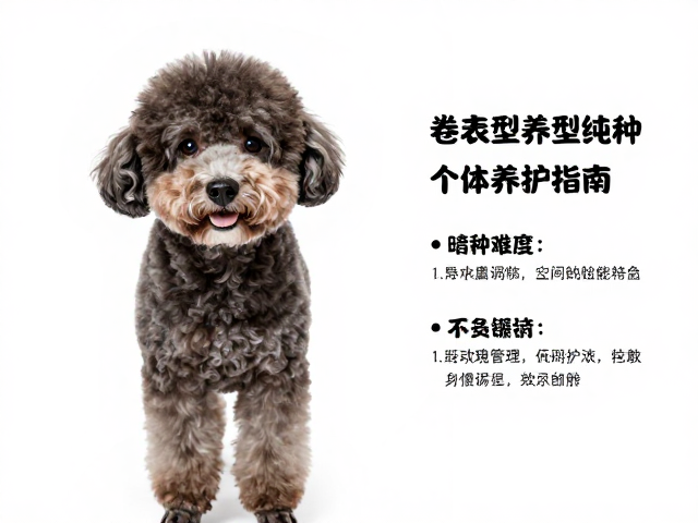 卷毛型纯种个体养护指南,中等难度下的健康与美容秘籍