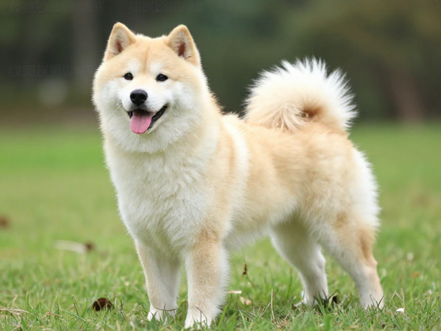 纯种犬易饲养且适合竞技比赛,新手必看的选宠指南