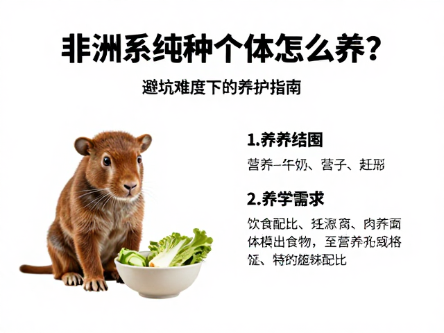 非洲系纯种个体怎么养?中等难度下的避坑指南与养护技巧