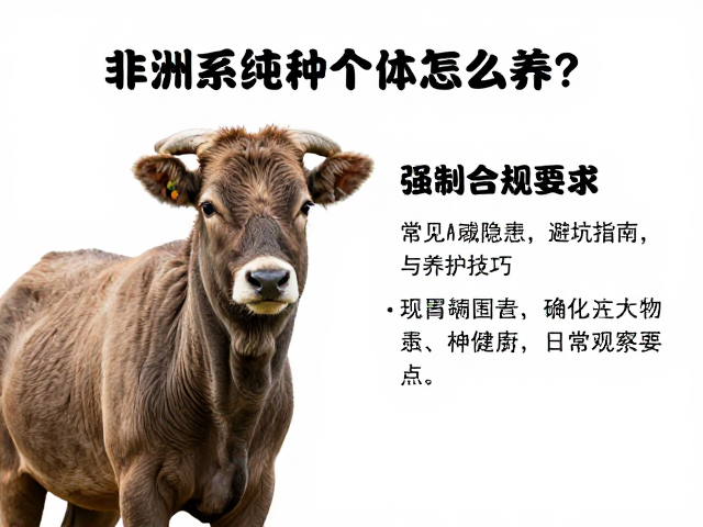 非洲系纯种个体怎么养?中等难度下的避坑指南与养护技巧