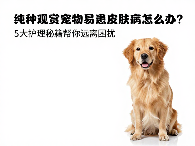 纯种观赏宠物易患皮肤病怎么办?5大护理秘籍帮你远离困扰