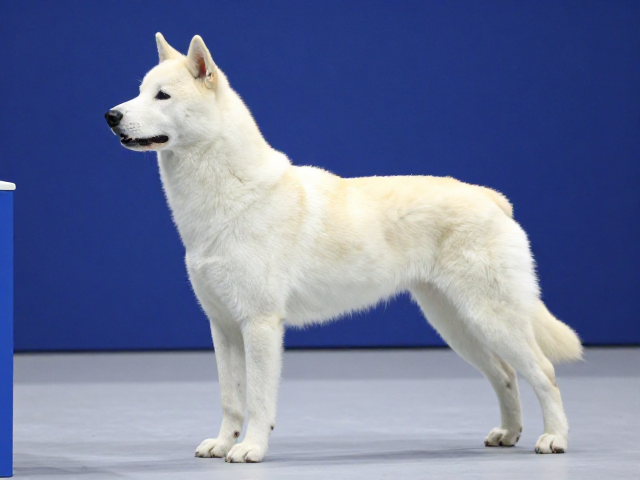 纯种犬突出眉骨特征解析，竞技比赛中的优势与表现
