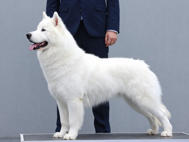 纯种犬突出眉骨特征解析,竞技比赛中的优势与表现