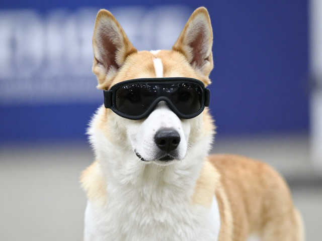 纯种犬突出眉骨特征解析,竞技比赛中的优势与表现