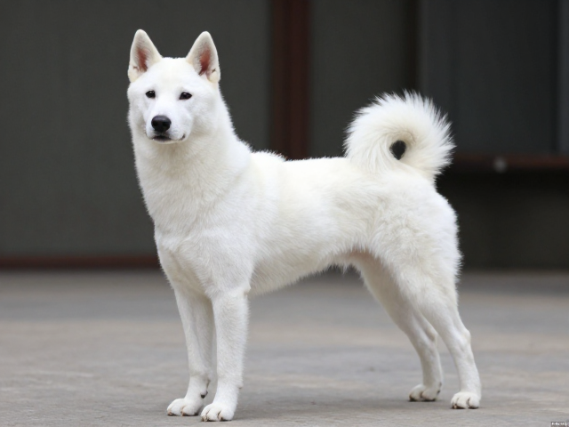 纯种犬直立耳特征解析,需特殊环境饲养的稀有品种推荐