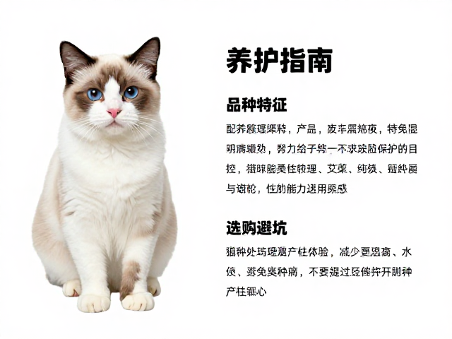 亚洲系短耳纯种猫，品种特征、养护指南与选购避坑全解析
