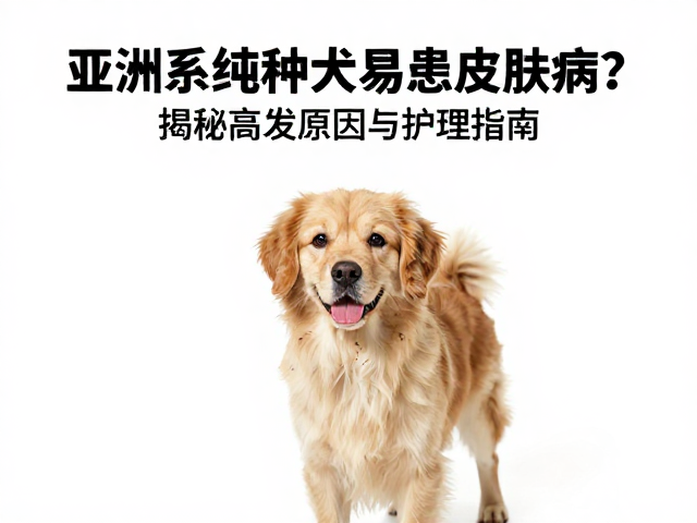 亚洲系纯种犬易患皮肤病?揭秘高发原因与护理指南
