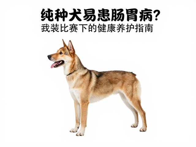 纯种犬易患肠胃病?竞技比赛下的健康养护指南