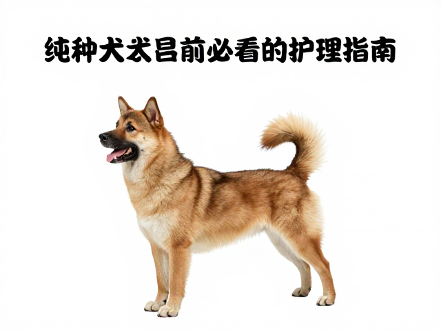 纯种犬易患肠胃病？参加竞技比赛前必看的护理指南