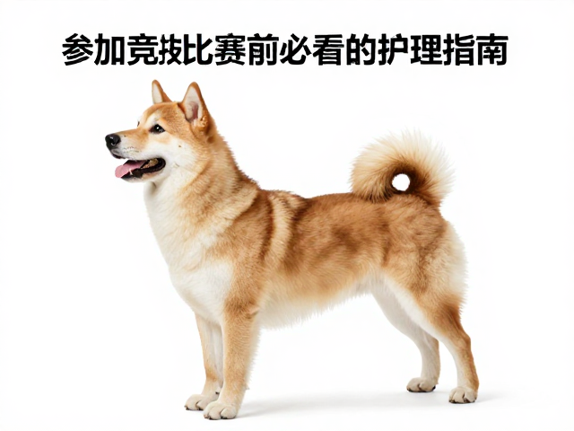 纯种犬易患肠胃病？参加竞技比赛前必看的护理指南