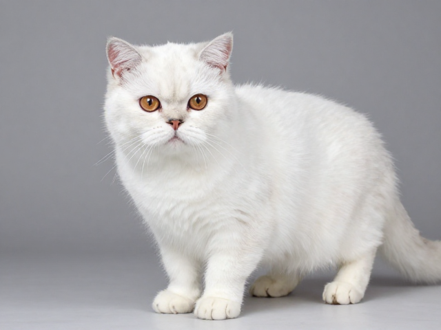 纯种短耳猫需特殊环境？揭秘饲养要点与避坑指南