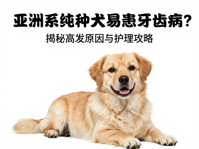 亚洲系纯种犬易患牙齿病?揭秘高发原因与护理攻略
