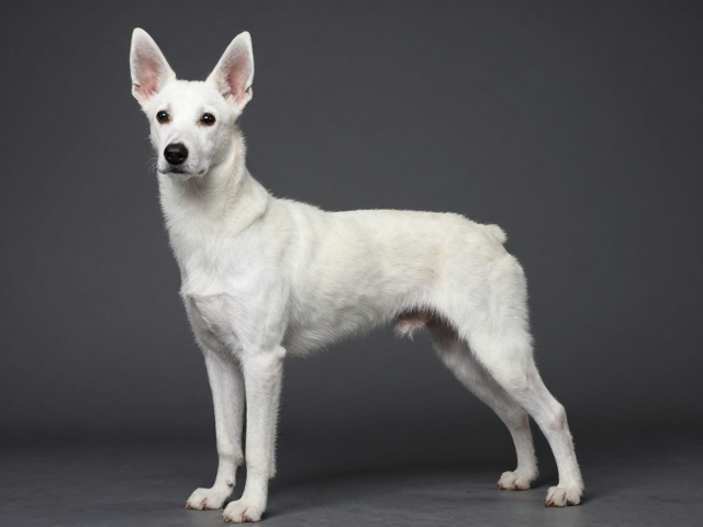 纯种高难度直立耳犬种鉴定,稀缺基因与健康风险全解析