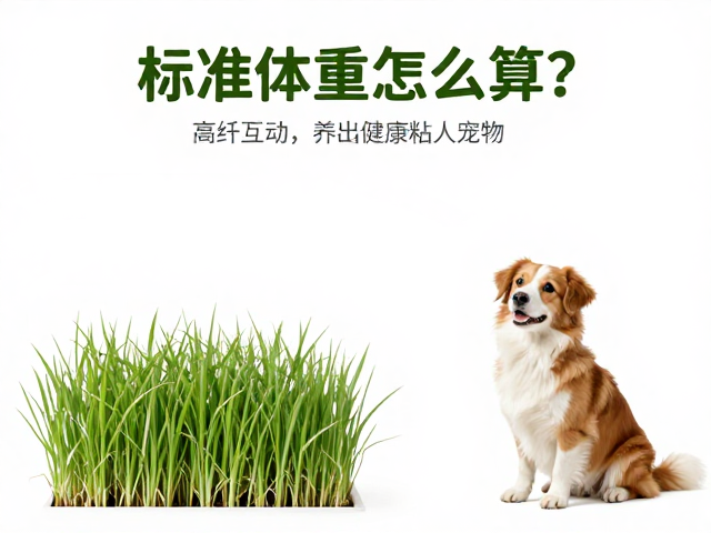 标准体重怎么算?高纤牧草,每日互动,养出健康粘人宠物