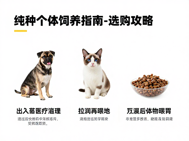 中等难度观赏宠物推荐，纯种个体饲养指南与选购攻略