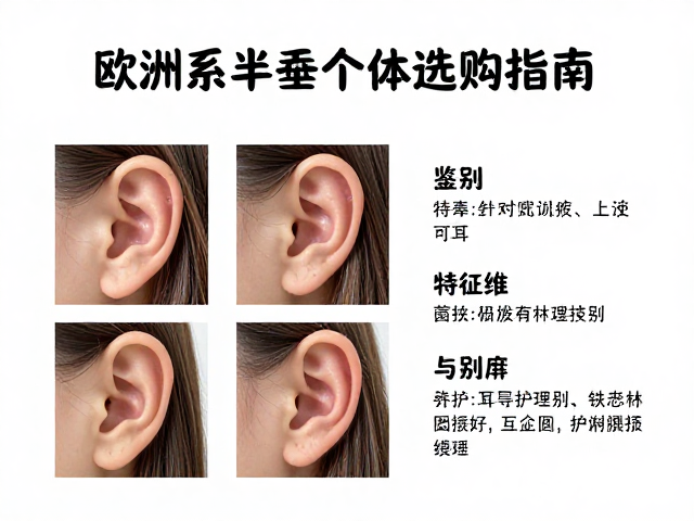 欧洲系半垂耳纯种个体选购指南,特征、鉴别与养护全解析