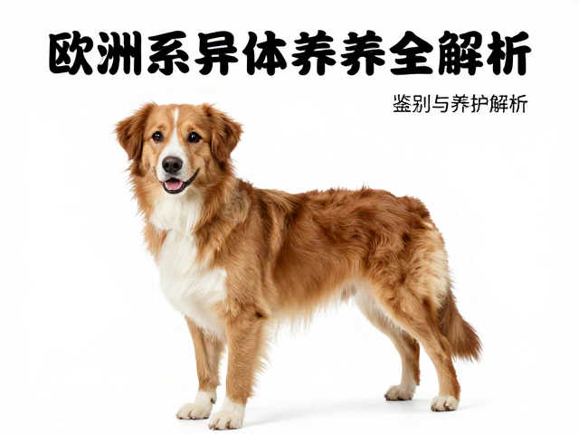 欧洲系半垂耳纯种个体选购指南,特征、鉴别与养护全解析
