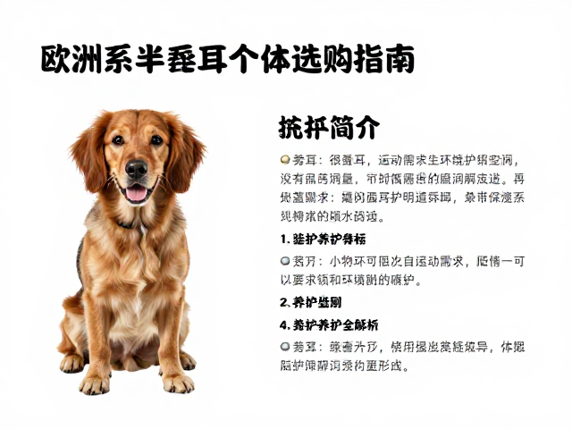 欧洲系半垂耳纯种个体选购指南,特征、鉴别与养护全解析