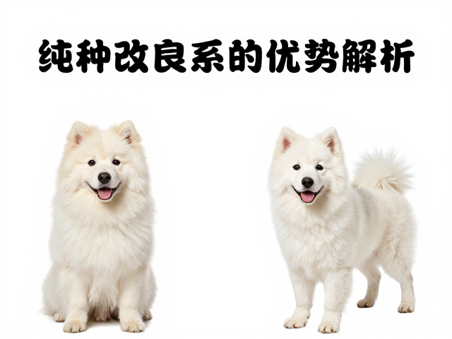 纯种与杂交改良系观赏宠物区别,选对品种更省心