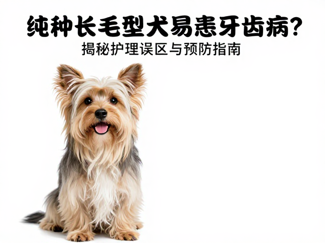 纯种长毛型犬易患牙齿病?揭秘护理误区与预防指南