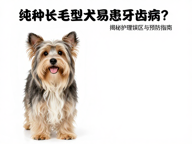 纯种长毛型犬易患牙齿病?揭秘护理误区与预防指南