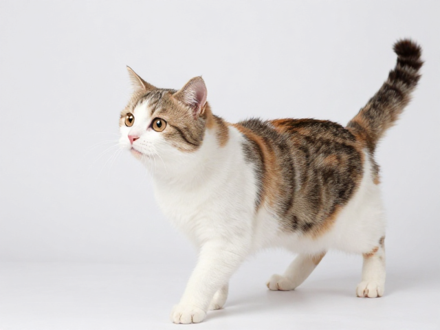 猫咪活泼好动?标准体重下耳部清洁指南,远离耳螨困扰