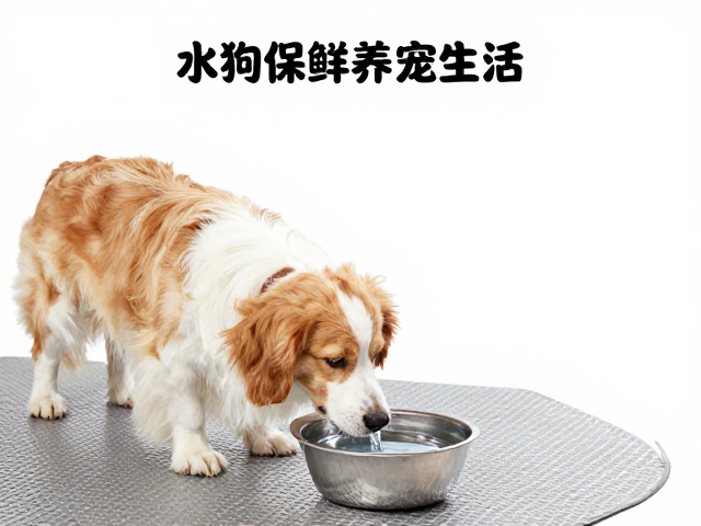 狗狗标准体重对照,防滑地面,新鲜饮水,打造健康养宠生活