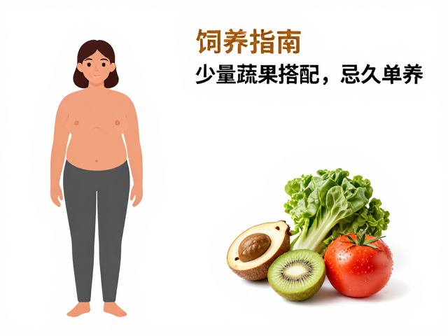 标准体重下的饲养指南，少量蔬果搭配，忌久单养