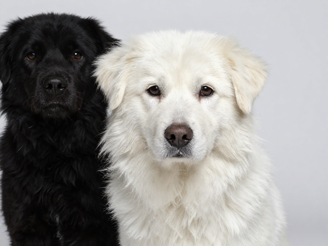 狗狗毛发干燥发白怎么办?纯白犬护理与黑毛改善指南