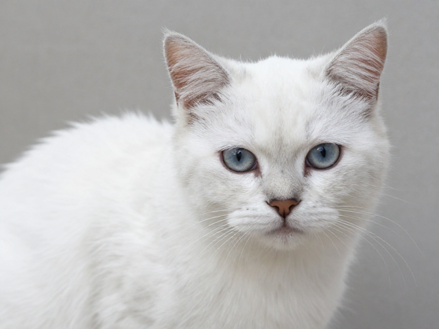 纯白色虎斑猫毛发干燥怎么办？4步急救护理法
