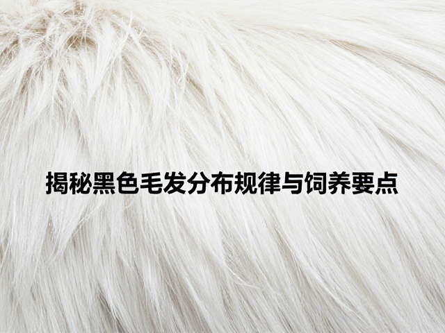 纯白色毛发均匀吗?揭秘黑色毛发分布规律与饲养要点