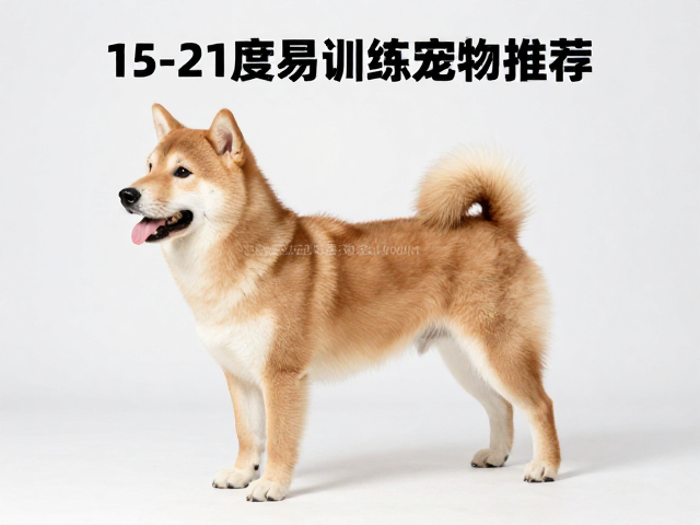 15-21度易训练宠物推荐,标准体重与健康养护指南