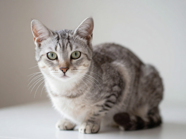 胆小谨慎的猫晨间活跃？亲人程度高，新手也能轻松养