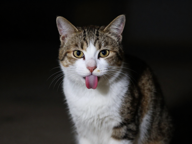 猫咪舔毛是亲人表现?揭秘夜间活跃下的真实心理